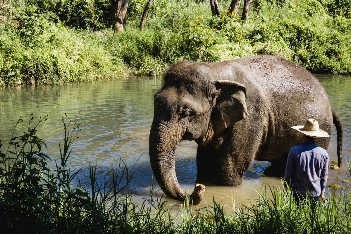 Unusual Wildlife Sanctuaries That Offer Unique Encounters With Nature